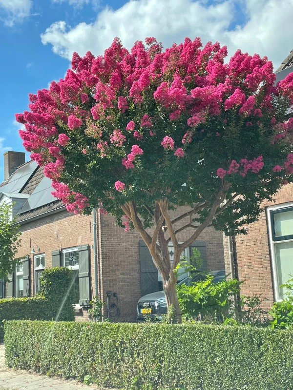 Lagerstroemia Indica (Roze Lagerstroemia)-2