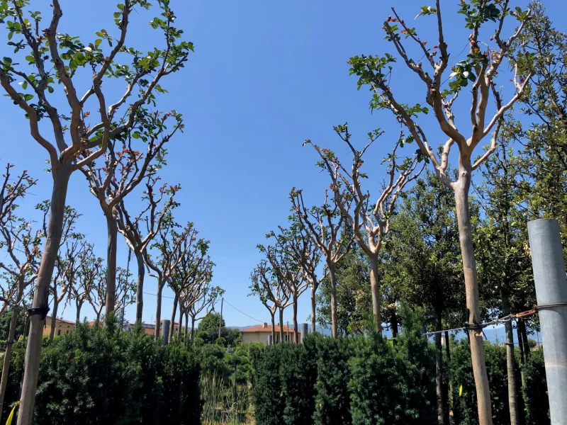 Lagerstroemia Indica (Roze Lagerstroemia)-4