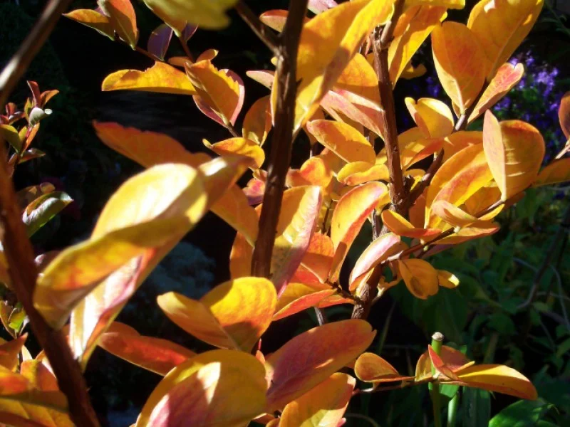 Lagerstroemia Indica (Roze Lagerstroemia)-5