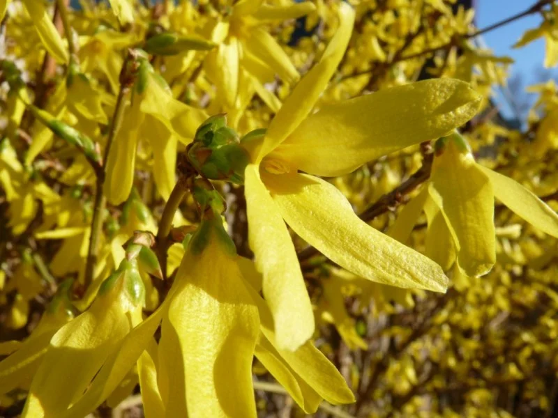 Forsythia Intermedia Meerstammig (Chineesklokje)