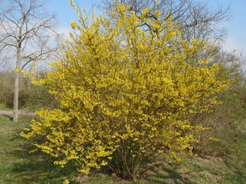 Forsythia Intermedia Meerstammig (Chineesklokje)-2