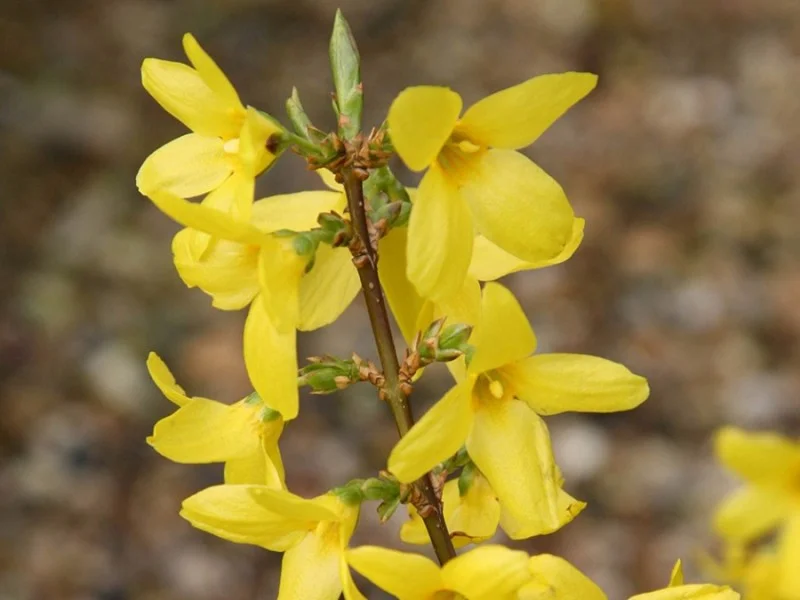 Forsythia Intermedia Meerstammig (Chineesklokje)-3
