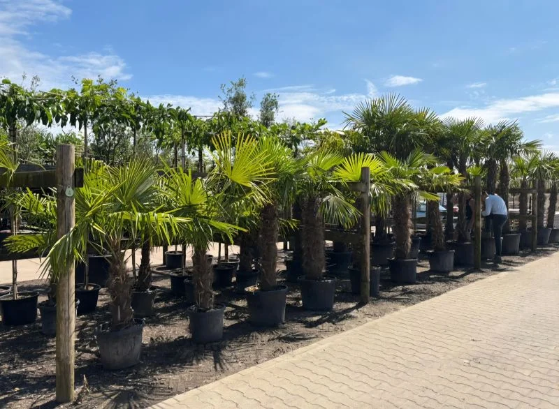 Trachycarpus Fortunei (Chinese Waaierpalm Palmboom)