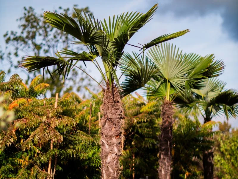 Trachycarpus Fortunei (Chinese Waaierpalm Palmboom)-2