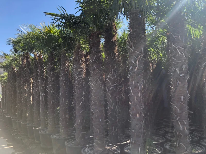 Trachycarpus Fortunei (Chinese Waaierpalm Palmboom)-3