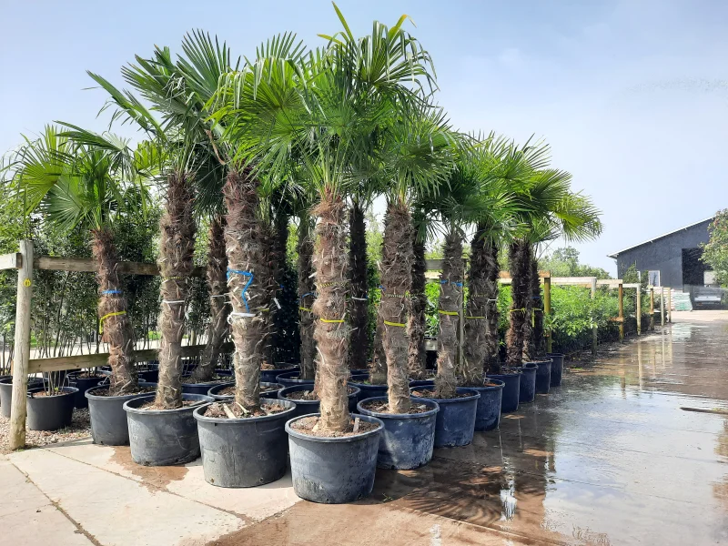 Trachycarpus Fortunei (Chinese Waaierpalm Palmboom)-4