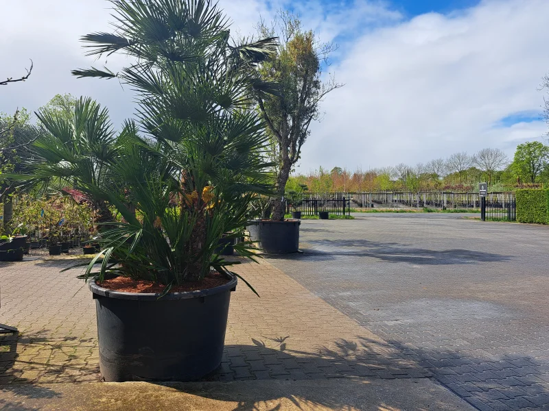 Trachycarpus Fortunei (Chinese Waaierpalm Palmboom)-6