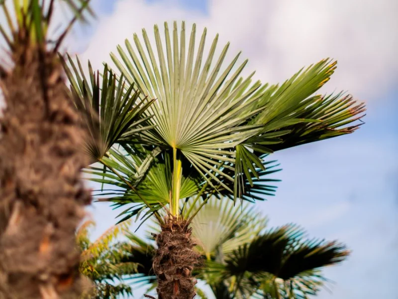 Trachycarpus Fortunei (Chinese Waaierpalm Palmboom)-7