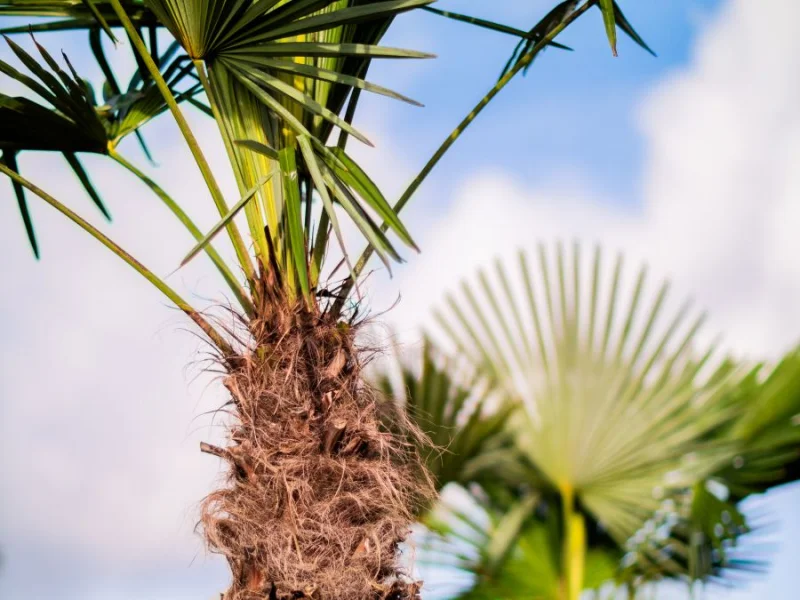 Trachycarpus Fortunei (Chinese Waaierpalm Palmboom)-8