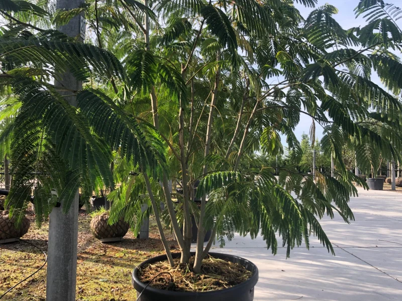 Albizia Jullibrissin Meerstammig (Perzische Slaapboom)