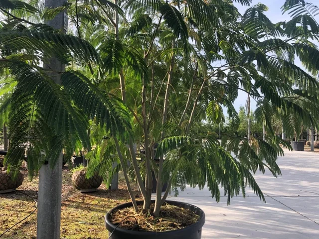 Albizia Jullibrissin Mehrstämmig (Seidenbaum) Albizia Jullibrissin Mehrstämmig (Seidenbaum)