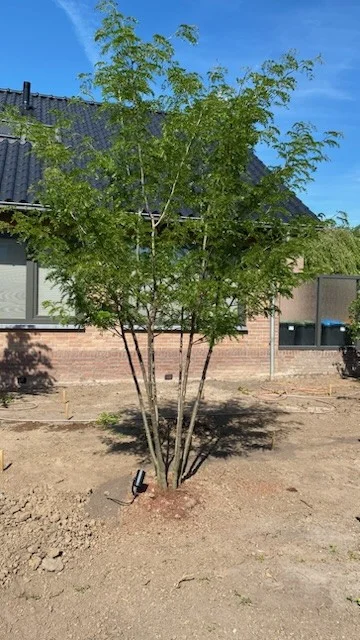 Albizia Jullibrissin Meerstammig (Perzische Slaapboom)