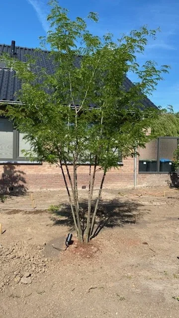 Albizia Jullibrissin Mehrstämmig (Seidenbaum) Albizia Jullibrissin Mehrstämmig (Seidenbaum)