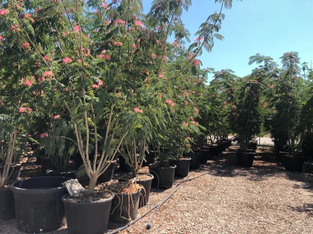Albizia Julibrissin Mehrstämmig (Seidenbaum)