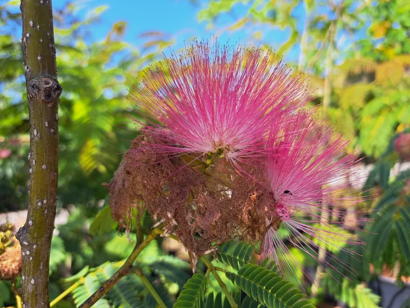 Albizia Jullibrissin Meerstammig (Perzische Slaapboom)-4