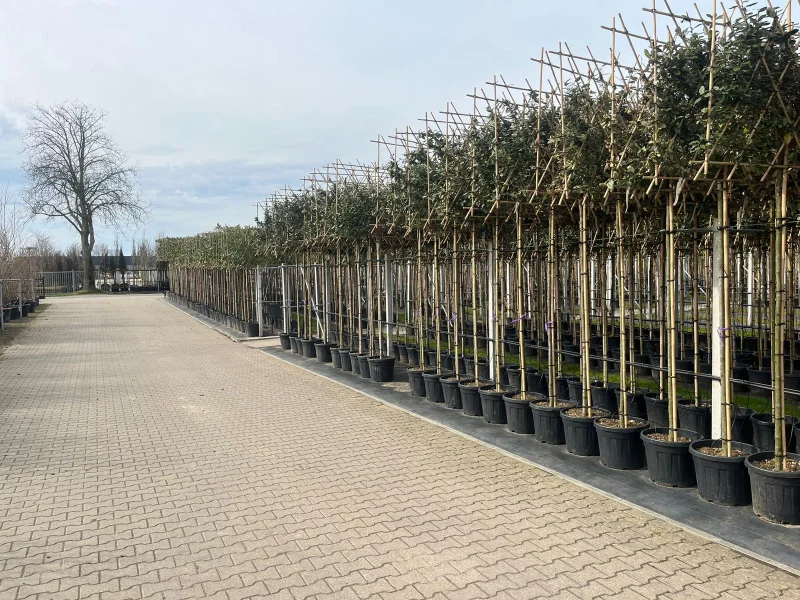 Prunus Laurier Caucasica Leiboom (Leilaurier)-22