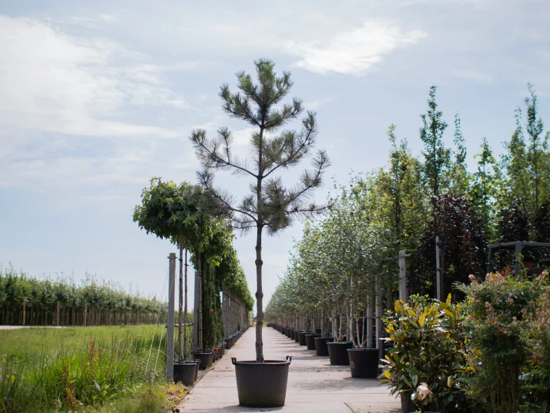 Pinus Nigra (Oostenrijkse Den)-1