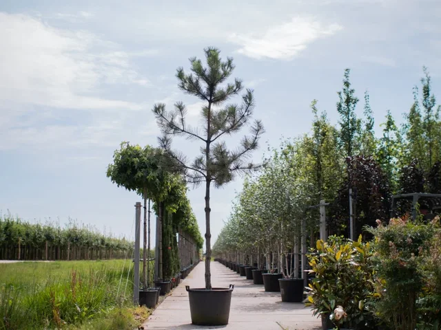 Pinus Nigra Hochstamm (Österreichische Schwarzkiefer)