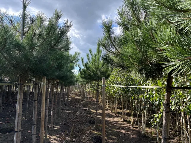 Pinus Nigra Hochstamm (Österreichische Schwarzkiefer)