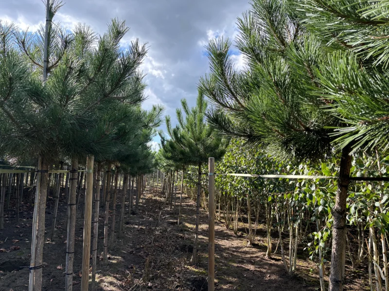 Pinus Nigra (Oostenrijkse Den)