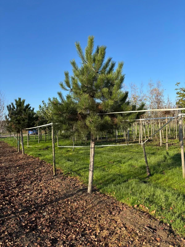 Pinus Nigra (Oostenrijkse Den)-3