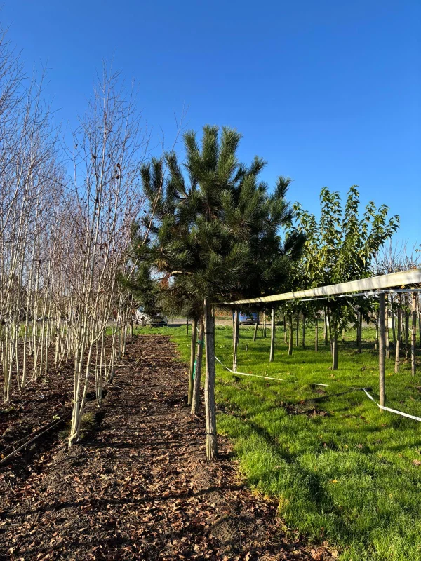 Pinus Nigra (Oostenrijkse Den)-4