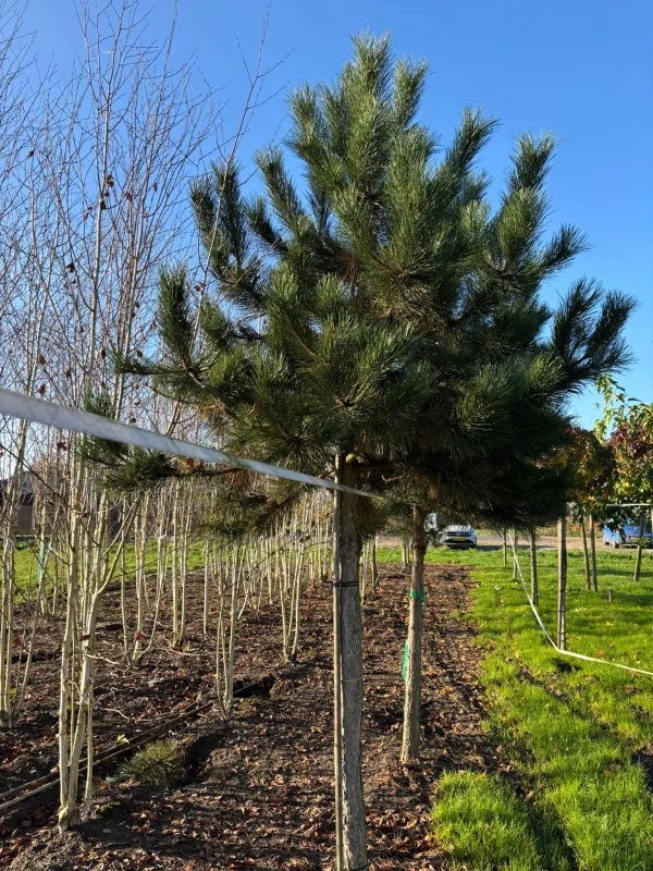 Pinus Nigra (Oostenrijkse Den)-5