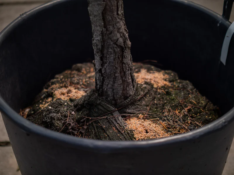 Pinus Nigra (Oostenrijkse Den)-6