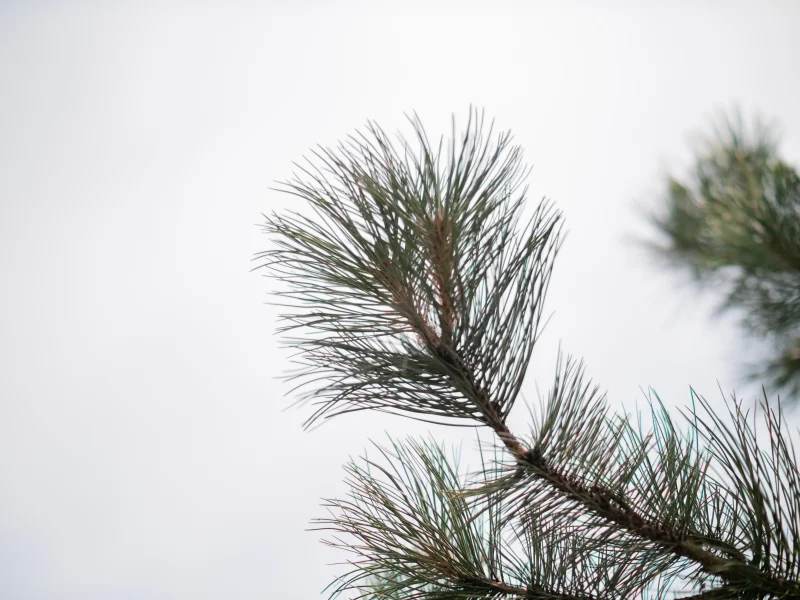 Pinus Nigra (Oostenrijkse Den)-7