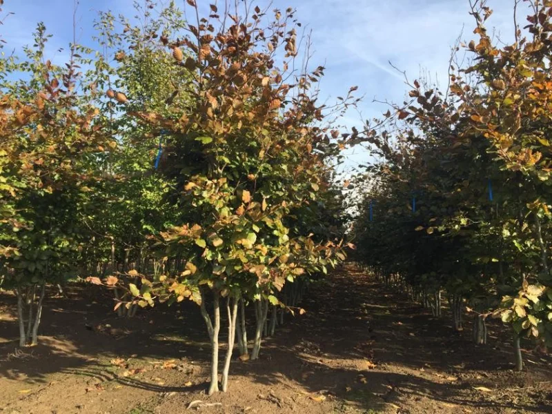 Fagus Sylvatica meerstammig (Beukenhaag)-1