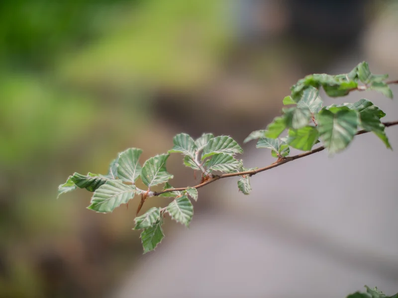 Fagus Sylvatica meerstammig (Beukenhaag)-2