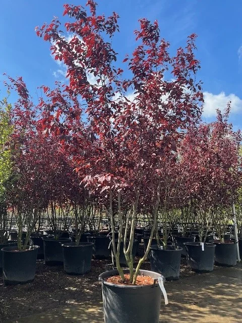 Prunus Cerasifera Nigra Meerstammig (Sierpruim)-1