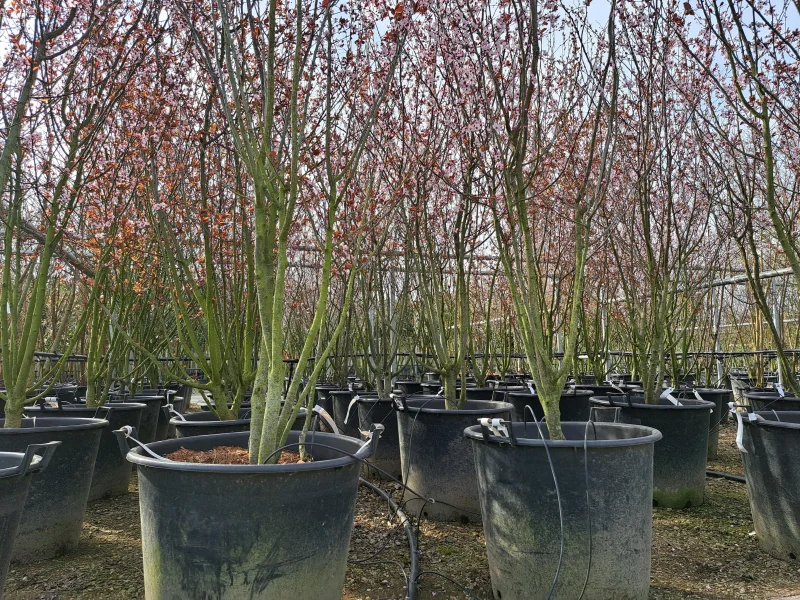 Prunus Cerasifera Nigra Meerstammig (Sierpruim)-2