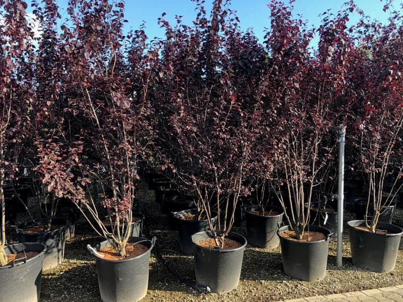 Prunus Cerasifera Nigra Meerstammig (Sierpruim)-3