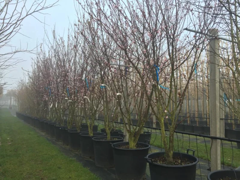 Prunus Cerasifera Nigra Meerstammig (Sierpruim)-4