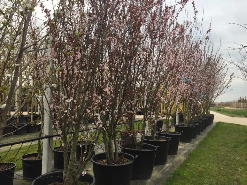 Prunus Cerasifera Nigra Meerstammig (Sierpruim)-5