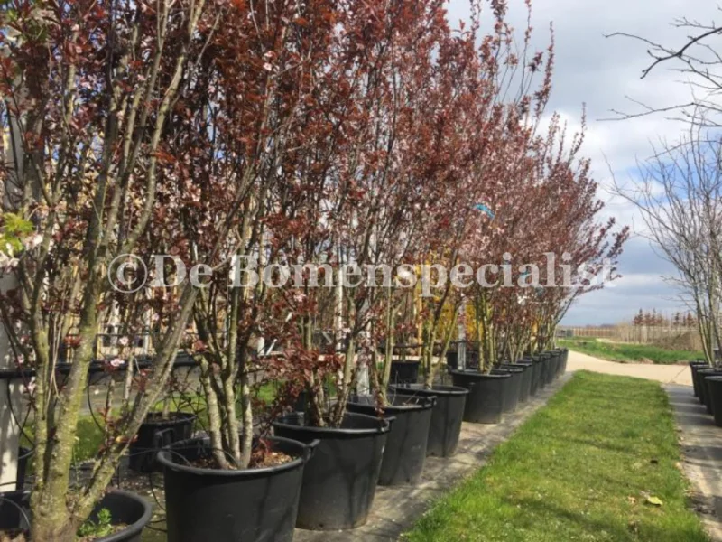 Prunus Cerasifera Nigra Meerstammig (Sierpruim)-6