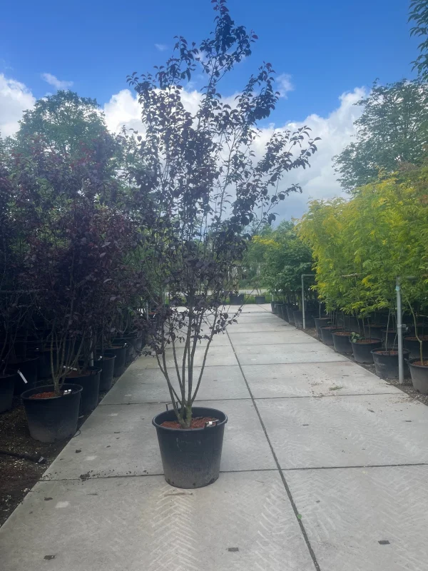 Prunus Cerasifera Nigra Meerstammig (Sierpruim)-7