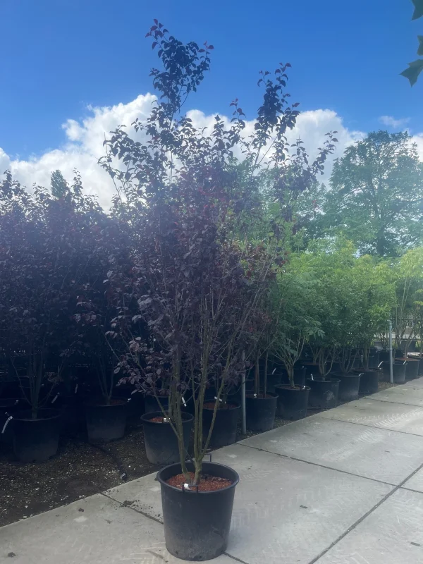 Prunus Cerasifera Nigra Meerstammig (Sierpruim)-8