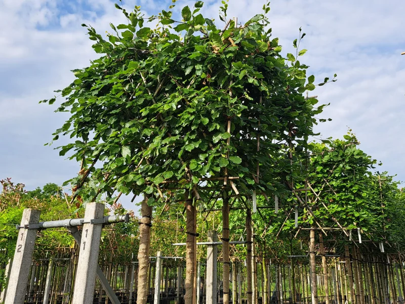 Fagus Sylvatica (Groene Bladhoudende Leibeuk)-3
