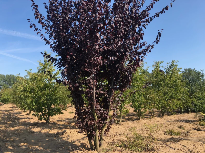Prunus Cerasifera Nigra Meerstammig (Sierpruim)-9
