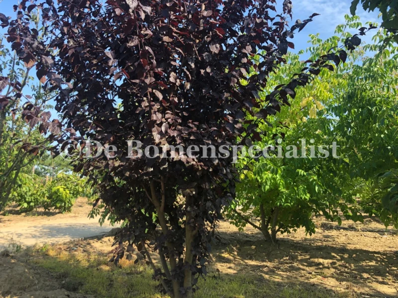Prunus Cerasifera Nigra Meerstammig (Sierpruim)-10