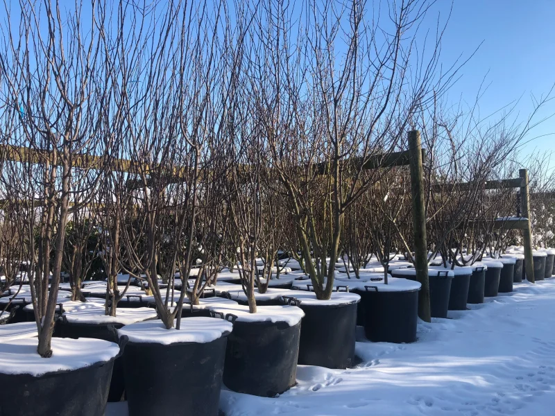 Prunus Cerasifera Nigra Meerstammig (Sierpruim)-11