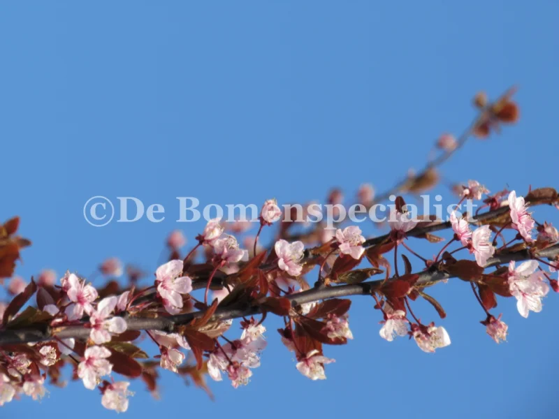 Prunus Cerasifera Nigra Meerstammig (Sierpruim)-12