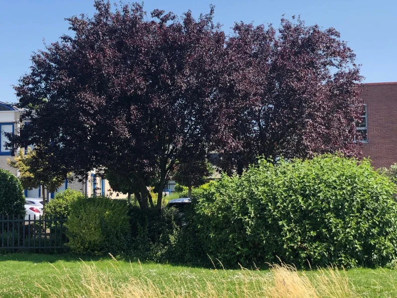 Prunus Cerasifera Nigra Meerstammig (Sierpruim)-13