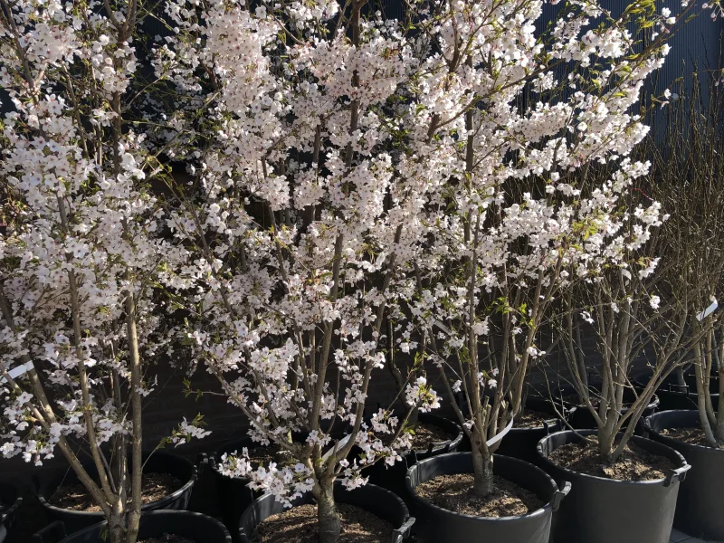 Prunus Yedoensis Meerstammig (Japanse Sierkers)-1