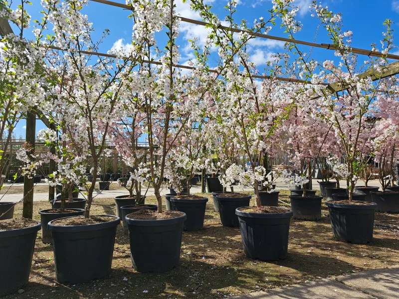 Prunus Yedoensis Meerstammig (Japanse Sierkers)-2