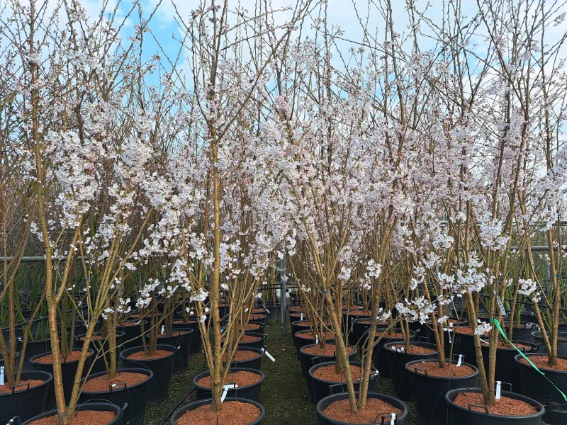 Prunus Yedoensis Meerstammig (Japanse Sierkers)-3