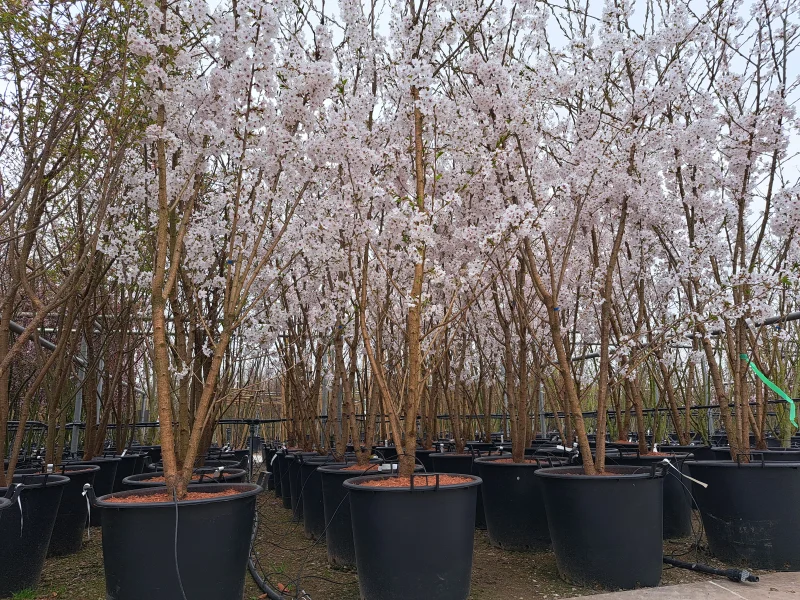 Prunus Yedoensis Meerstammig (Japanse Sierkers)-4