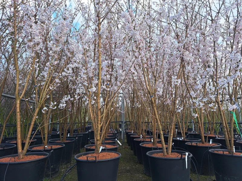 Prunus Yedoensis Meerstammig (Japanse Sierkers)-5